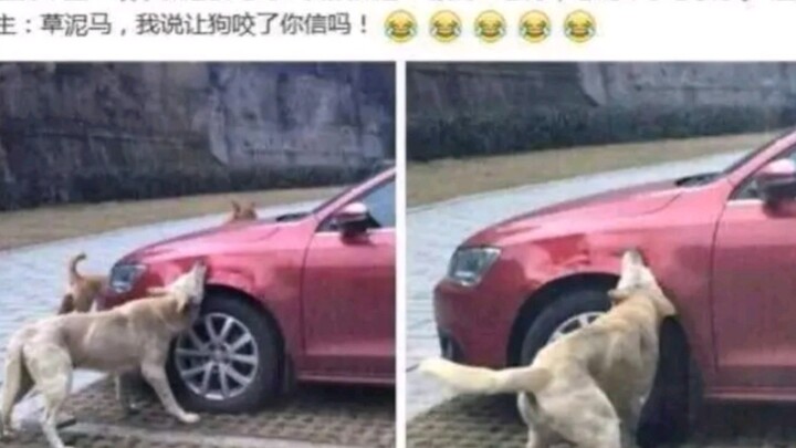 Insurance company car bitten by a dog—can you believe it? A hilarious and irresistibly silly roundup