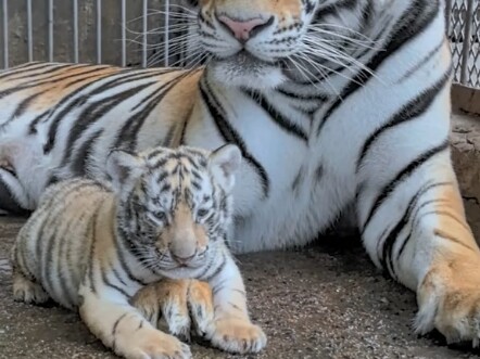 A tiger mom with her cubs—so full of happiness!