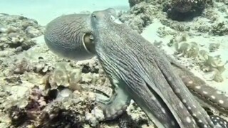 octopus
