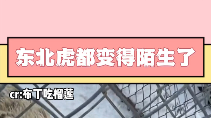 “Northeast Tiger Gets a Major Golden Shaded Makeover”