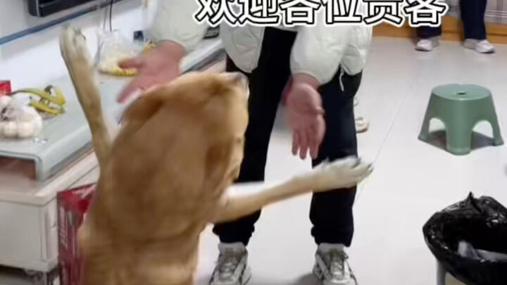 This Chinese New Year has kept Xiao Wu really busy—having to attend to everyone! #CountrysideDogXiao