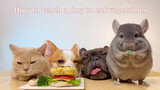 Bagaimana Mengajari Anjing Makan Sayuran? Sabar dan Diam-diam Tipu!