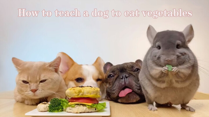 วิธีสอนสุนัขกินผักอย่างไรให้ถูกต้องต้องใจเย็นๆทีละขั้นตอน...โกหก