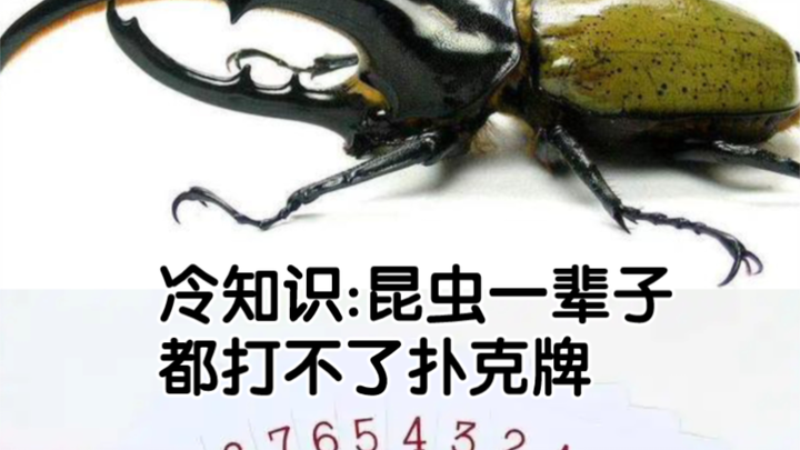【冷知识】昆虫一辈子都打不了扑克牌