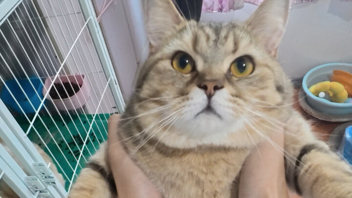 Meow