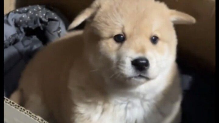 Heartwarming Moments with Little Mongrel Dogs—Your Heart Will Feel So Warm After Watching!