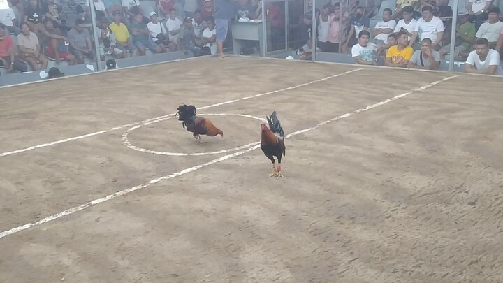 3times winner.. urdaneta coliseum