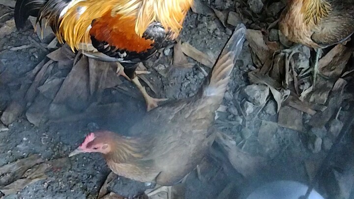 BREEDING PURPOSES ONLY♥️