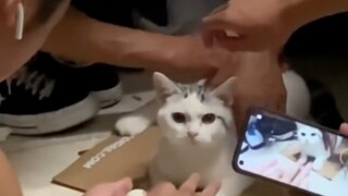 "Ketika seekor kucing masuk ke asrama laki-laki, itu seperti seorang gadis manis yang masuk ke dalam