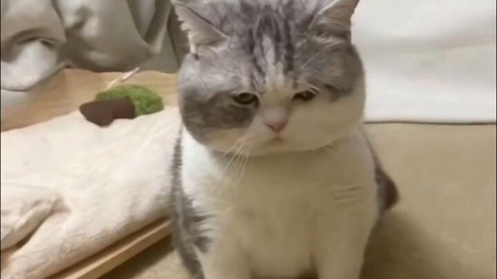 What could be going through little kitty’s little head?