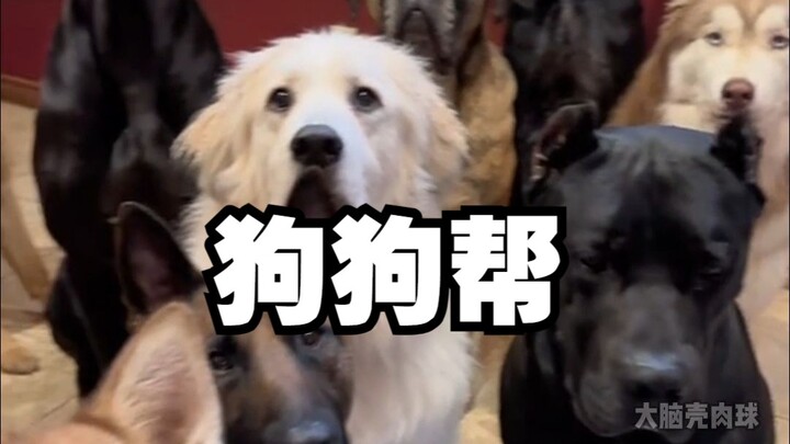 Halo, apakah Anda bersedia bergabung dengan Kelompok Anjing kami?