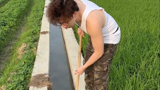 Ruộng lúa có thực sự nuôi được cá không?