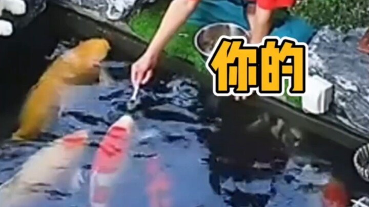 As expected, there’s no little animal that the older generation can’t raise well.