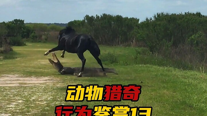 动物猎奇行为鉴赏第十三集