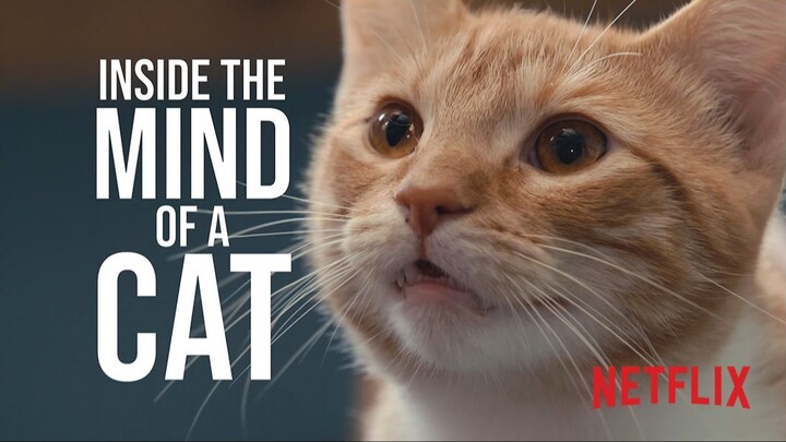 Inside the Mind of a Cat (2025) - SUB INDO