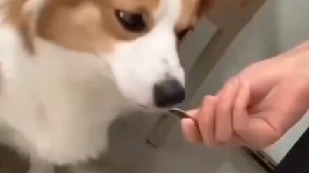 Anjing: Meski begitu, dia tetap nggak datang?