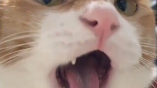 So it turns out the kitten is a voice actor!!!