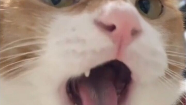 原来小猫是配音演员啊！！！