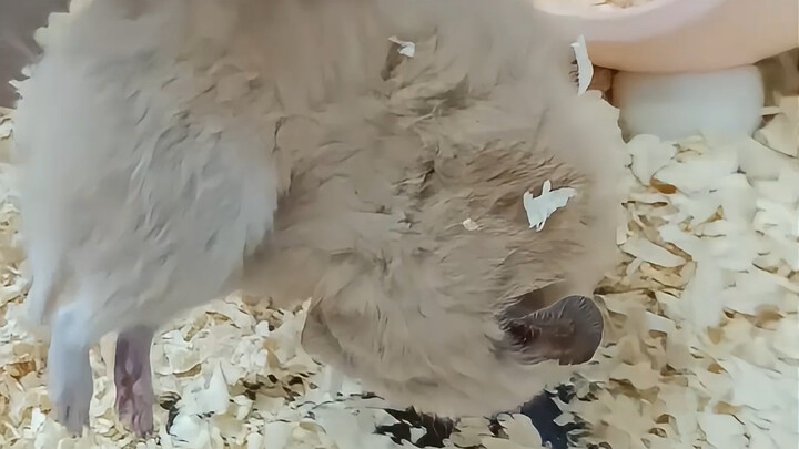Mengapa semua orang mengatakan bahwa kecerdasan hamster setara dengan satu buah pisang yang sudah de