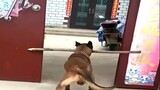 [Động vật] Làm chó thật khó, phải đâu chuyện đùa