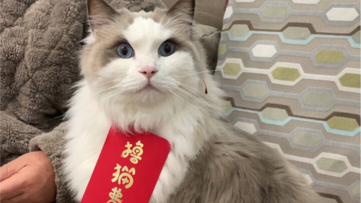 Uang angpau yang Ayah saya berikan untuk tiga ekor kucing semuanya masuk ke kantong saya