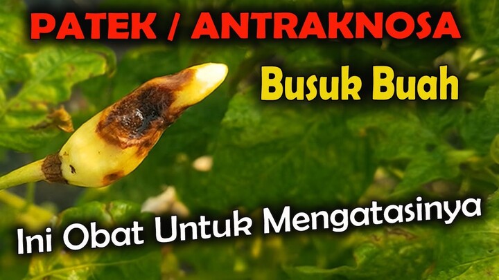 OBAT UNTUK MENGATASI PATEK BUSUK BUAH ANTRAKNOSA PADA CABE
