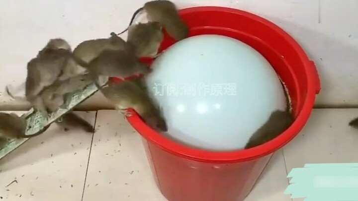 Mouse: Is this something a human would do?