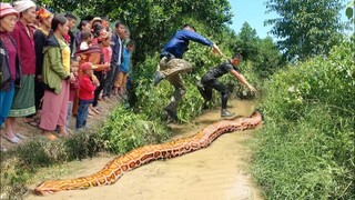 Thợ Săn Cùng Chó Pitbull Truy Tìm Dấu Vết Trăn Khổng Lồ ANACONDA 100Kg