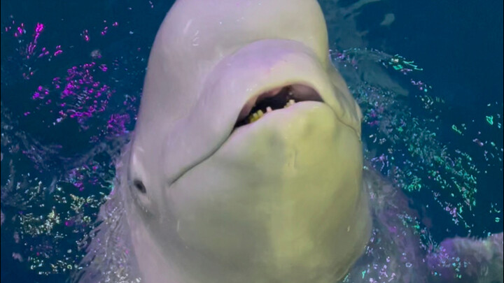 หลังจากที่ต้าไป๋หลอกเอาปลาของฉันไปได้ เขาก็เริ่มด่าฉัน😒