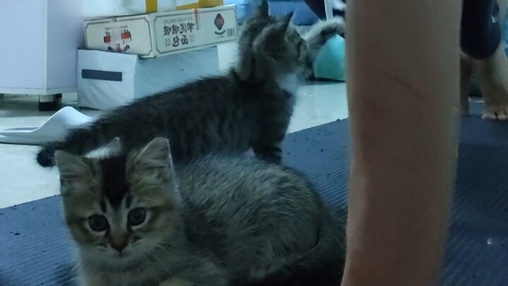 แมวจ๋า ต่อให้ถูกบีบจนแบนก็ไม่ยอมปล่อยมือนะ!