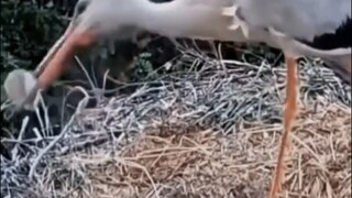 the hungry mom 😢😢