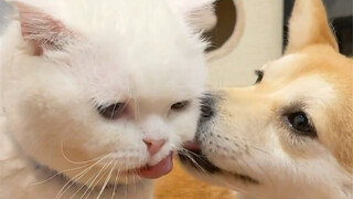 ماذا سيحدث عندما يكتشف قطنا أن كلبه المحبوب قد خرج ليغازل القطط؟