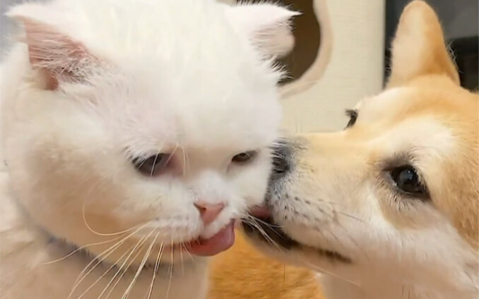What happens when my cat finds out his beloved dog has been flirting with other cats?