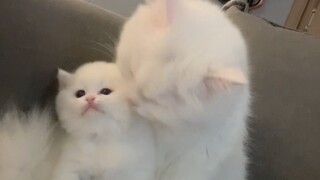 Do kittens dislike their moms?