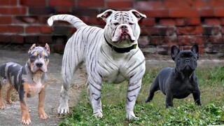 These Are 10 Most Unknown Dog Breeds