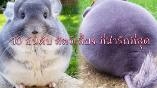 10 อันดับ สัตว์เลี้ยงสุดน่ารัก