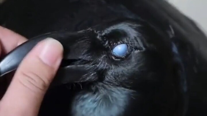 Kalau ada burung yang paling bau anjing, pastilah itu gagak.