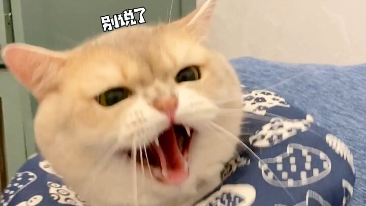 The first time I saw a cat get angry out of embarrassment.