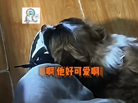 小狗:你也为我着迷吧 万万没想到