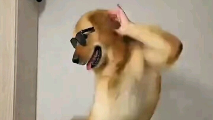 animals meme