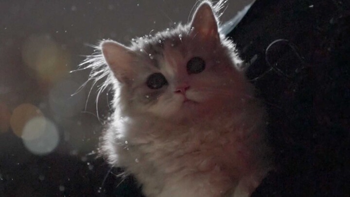 The snow from that winter could only appear in my dreams afterward.