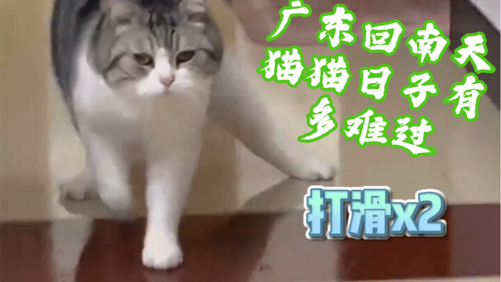كيف تعيش القطط أيام الرطوبة الجنوبية في غوانغدونغ؟
