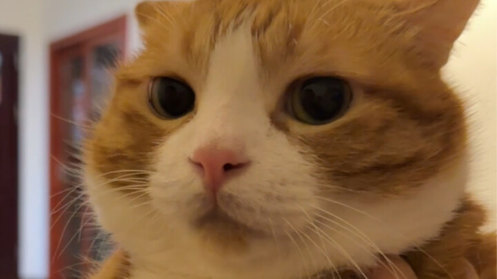 How many kisses does it take for the little cat to make me laugh?