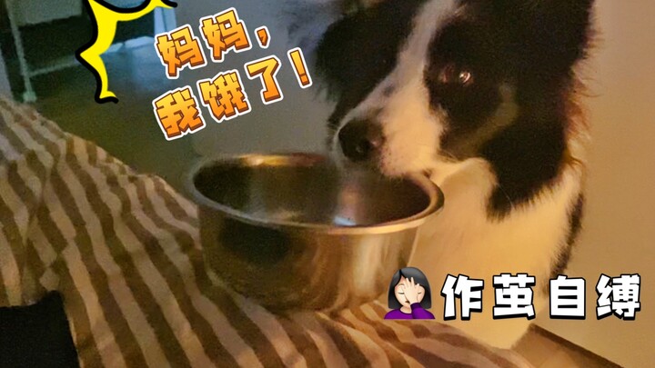 Memelihara Border Collie seperti membesarkan seorang anak, anjing yang bisa mengerti bahasa manusia 