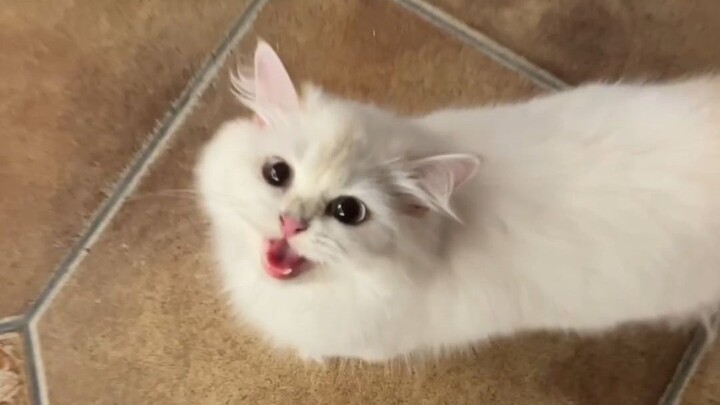 There’s a little cat with so many mouths—what time are you coming home?