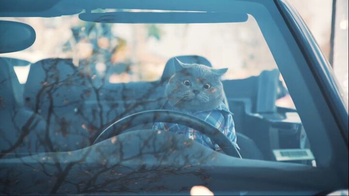 Pet Peeves - Driving