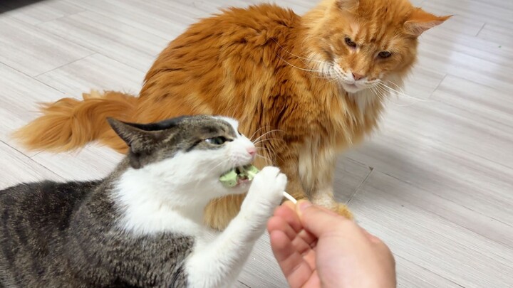 แมวส้ม: ในที่สุดฉันก็เจอแมวที่กินเก่งยิ่งกว่าฉันอีก!
