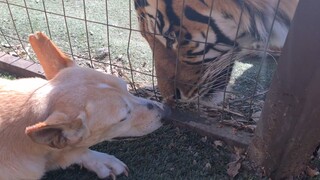 Taking Her to say goodbye to all the animals at the zoohouse.