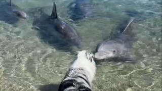 Marine puppies watching land puppies 🐬🐶