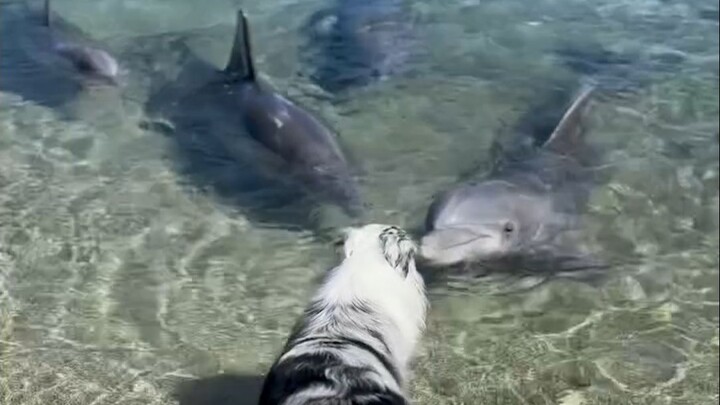 Marine puppies watching land puppies 🐬🐶